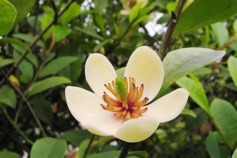 含笑花盆栽|含笑花（木兰科含笑属植物）